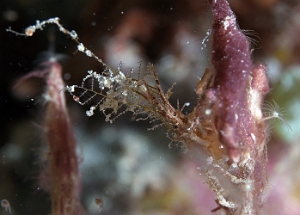 Raja Ampat 2019 - DSC07901_rc - Hydroid decorator crab - Hyastenus bispinosus
